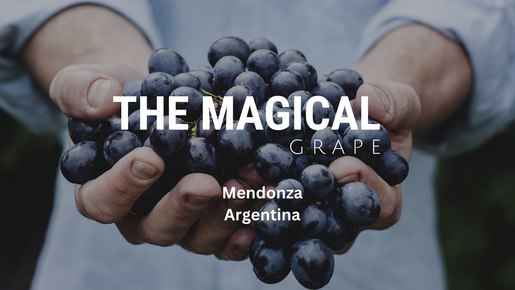 The Best Wineries in Mendonza, Argentina